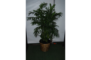 Plant: Chamadora Palm 6´ - 7´