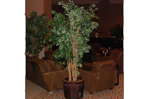 Silk Ficus Tree