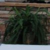 Artificial Fern Plant 24"