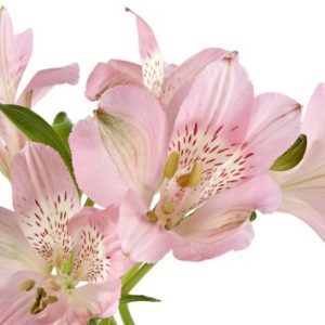 Alstroemeria - Fancy Light Pink