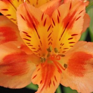 Alstroemeria - Fancy Orange