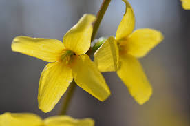 Blossom Forsythia - Yellow
