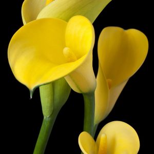 Yellow 60cm Calla Lily