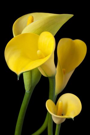 Yellow 60cm Calla Lily