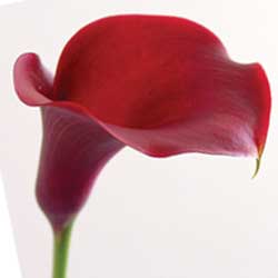 Red 60cm Calla Lily