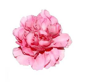 Pink Carnation