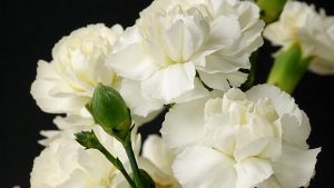 White Carnation