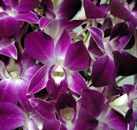 Bombay Dendrobium Orchid