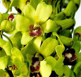 Jade Dendrobium Orchid