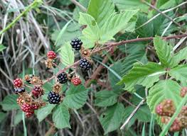 FRUITING BRANCHES BLACKBERRIES