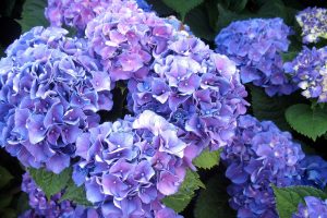 Purple Hydrangea