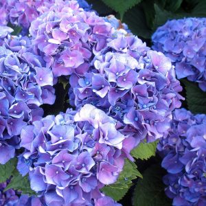 Purple Hydrangea
