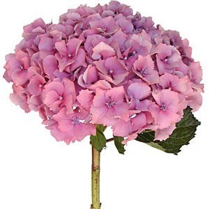 Light Pink Hydrangea