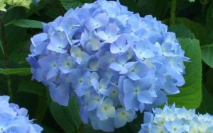 Light Blue Hydrangea