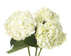 White Hydrangea