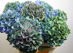 Antique Blue Hydrangea   Inv 2322 7003 300x219 