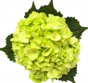 Green Hydrangea