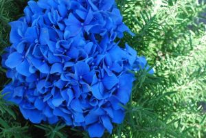 Dark Blue Hydrangea