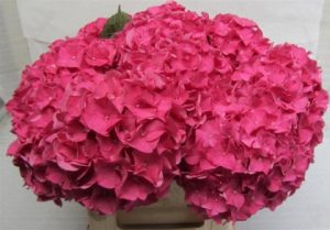 Hot Pink Hydrangea