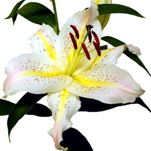 White/Yellow Oriental Concador Lily