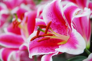 Pink Oriental Starfighter Lily