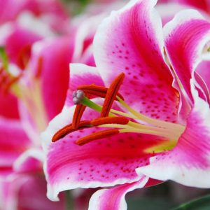 Pink Oriental Starfighter Lily