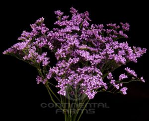 LIMONIUM CALIFORNIA BLUE 60CM