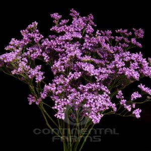 LIMONIUM CALIFORNIA BLUE 60CM