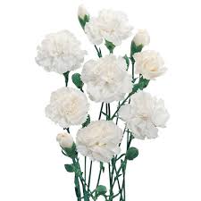 Mini White Carnation