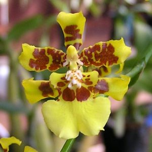 ONCIDIUM GIANT XTRA LONG YELLOW