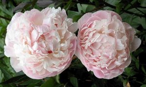 Blush Immaulee Peony 50CM