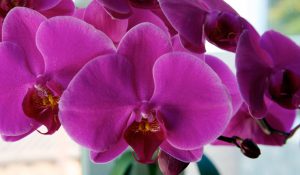 Purple Phalaenopsis Orchid long stem