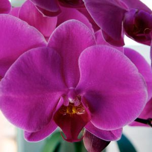 Purple Phalaenopsis Orchid long stem