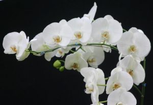 White Phalaenopsis Orchid Long Stem
