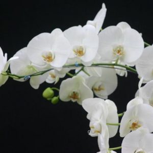 White Phalaenopsis Orchid Long Stem