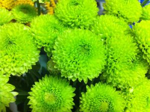 POMPON BUTTON GREEN