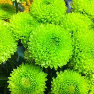 POMPON BUTTON GREEN