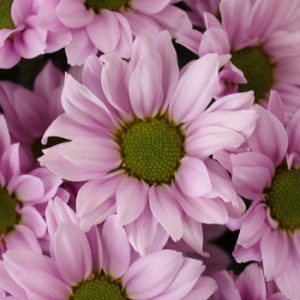 POMPON DAISY LAVENDER ATLANTIS