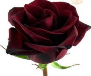 Black Magic Rose