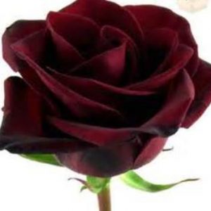 Black Magic Rose