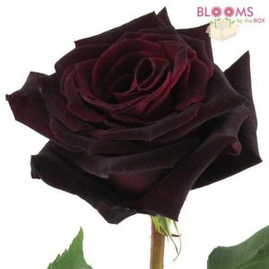 Baccara Rose