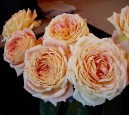 Antik Carmel Garden Rose
