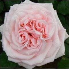 Pink O' Hara Garden Rose