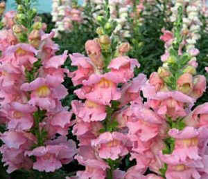 Pink Snapdragon