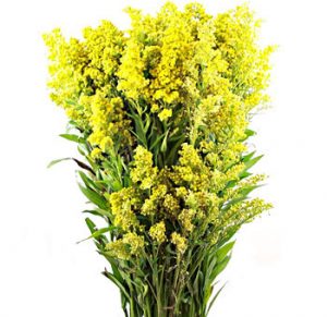 Yellow Solidago