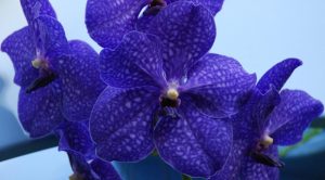 Blue Vanda Orchid