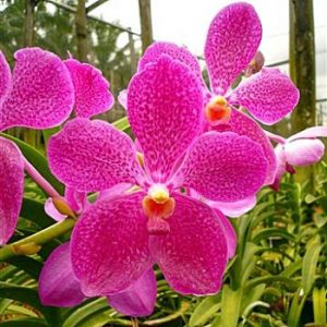 Pink Vanda Orchid