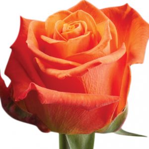 Orange Crush Rose