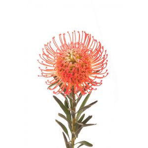 Orange Pincushion Protea