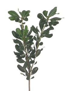 Varigated Pittosporum (Green Pitt)